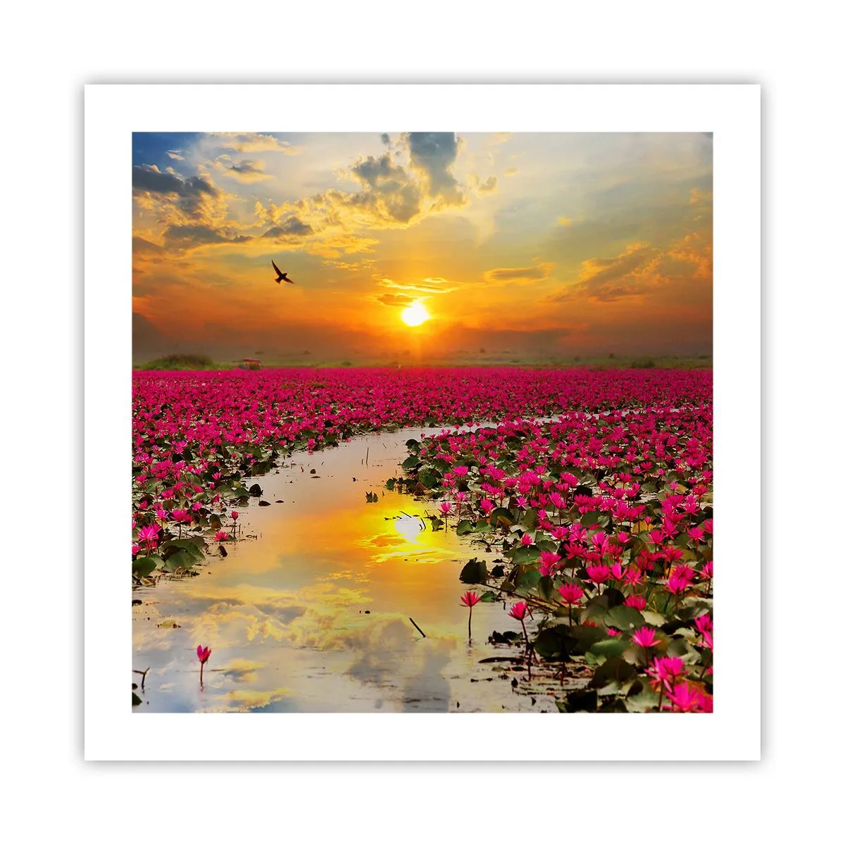 Plakat - Søens hemmelige liv - 50x50 cm