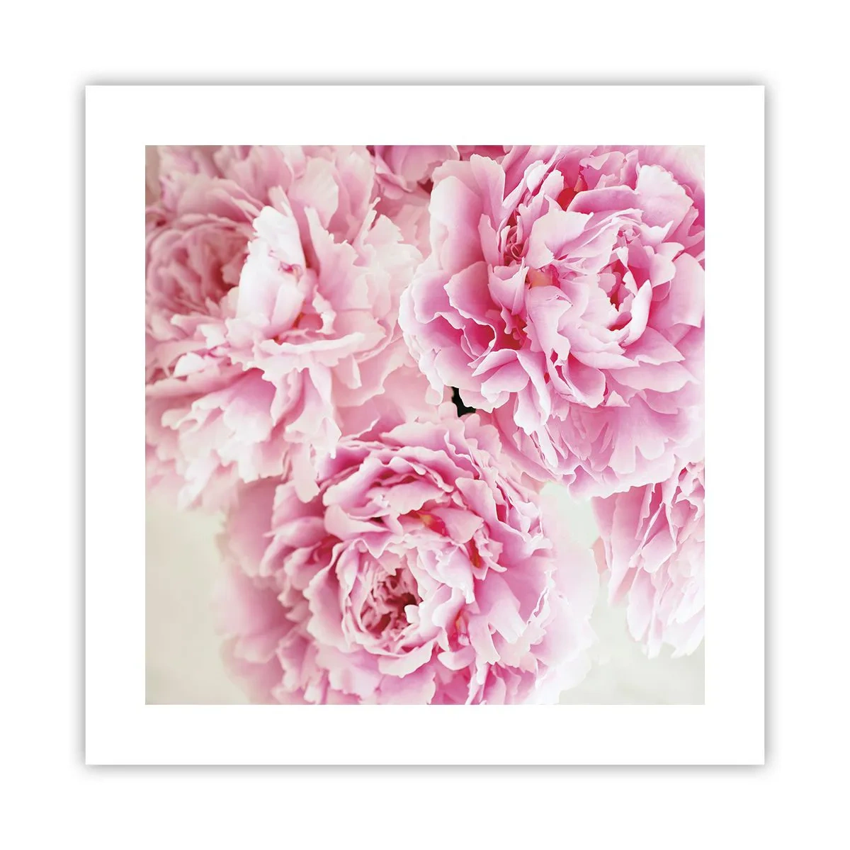 Plakat - I lyserød glamour - 40x40 cm