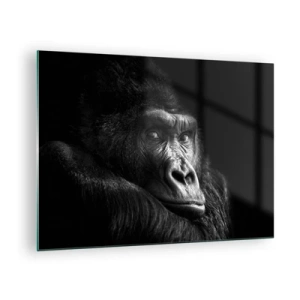 Billede på glas - Sort-hvidt portræt af en gorilla i skyggen af et vindue - 70x50cm - Og hvad kigger du på? - Moderne vægdekoration til stue og soveværelse ARTTOR
