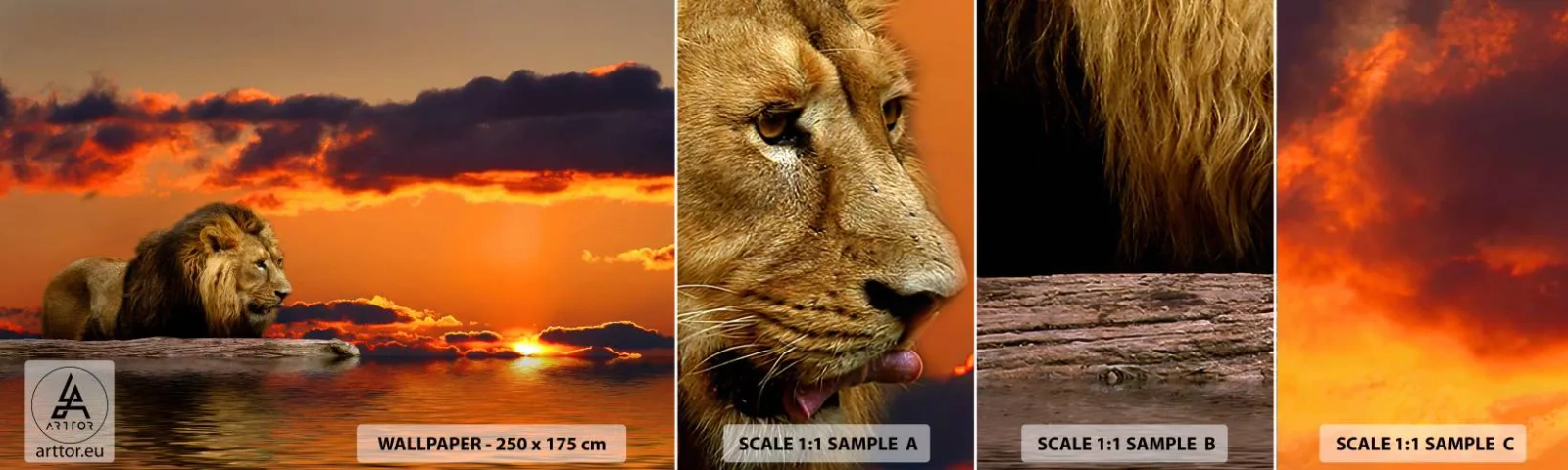 Fototapet Prøve Standard Eco - Naturens konge - Løve, Solnedgang, Dyr - 100x30 cm