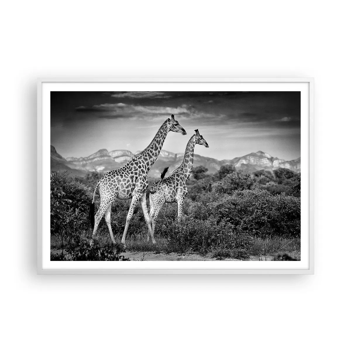 Plakat i hvid ramme - Afrikas overklasse - 100x70 cm