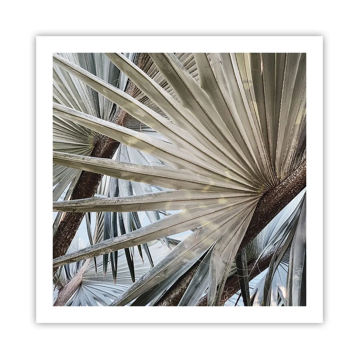 Plakat - Ventilatorer i troperne - 60x60 cm