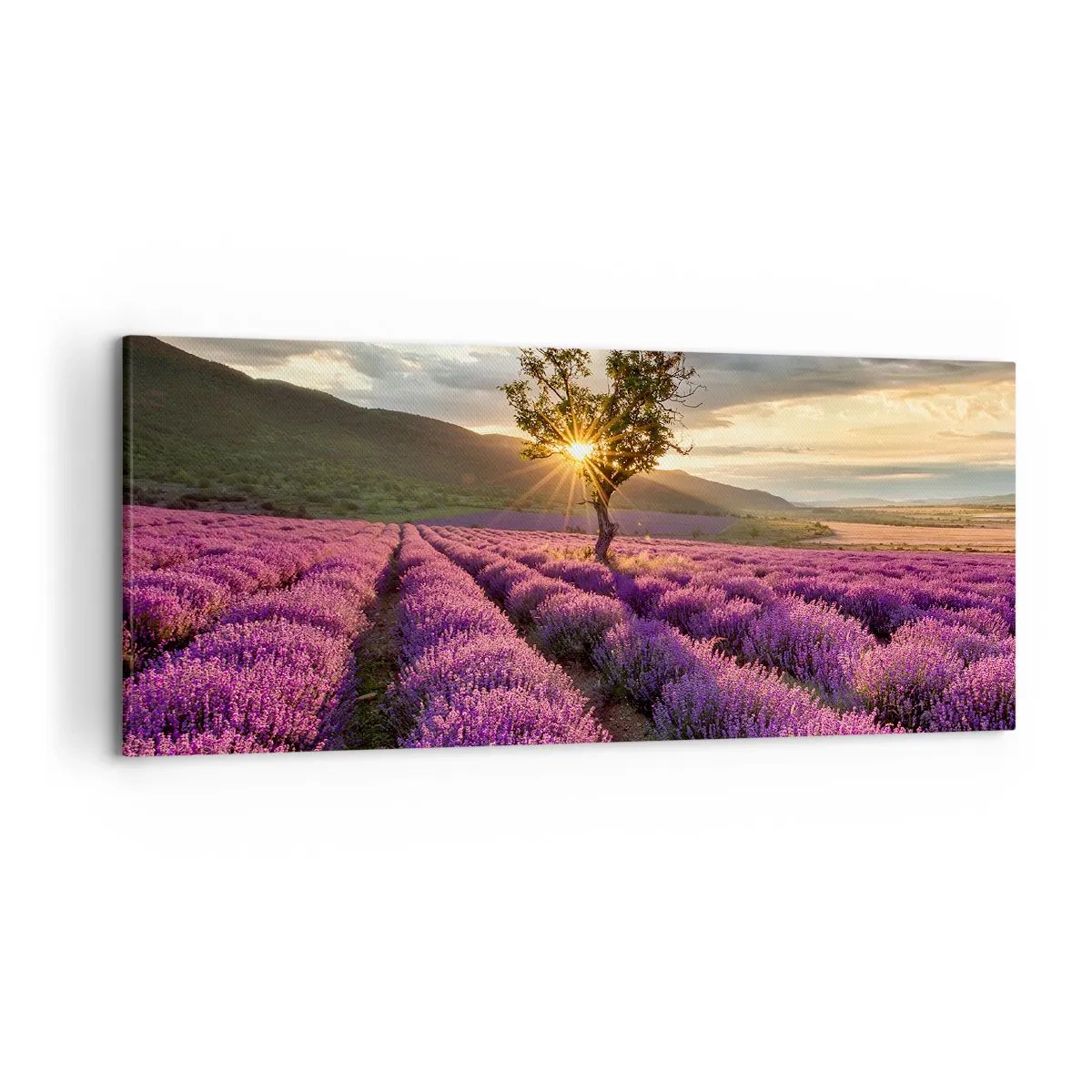 Lærredstryk - Billede på lærred - Lilla aroma - 120x50 cm
