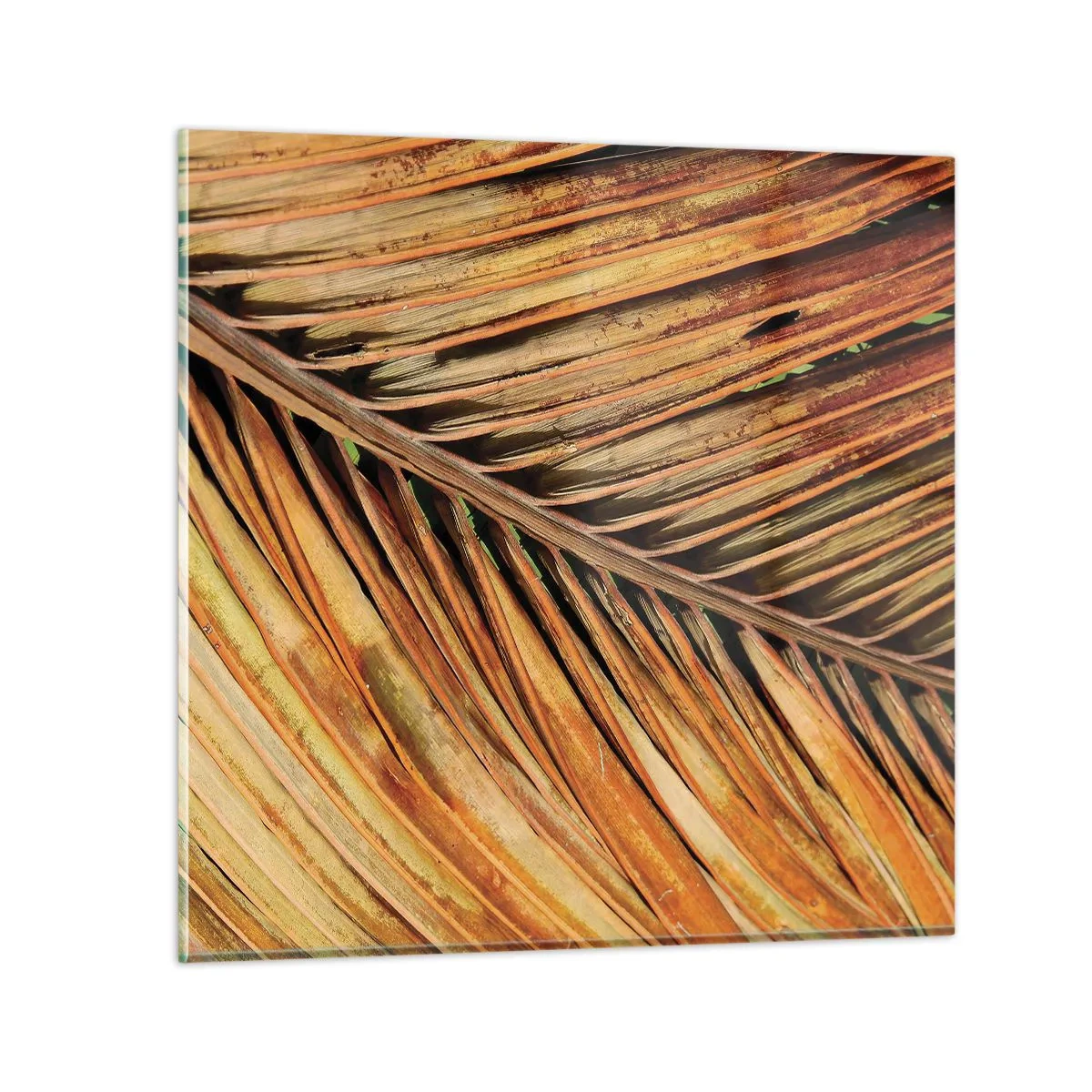 Billede på glas - Kokosnød guld - 40x40 cm
