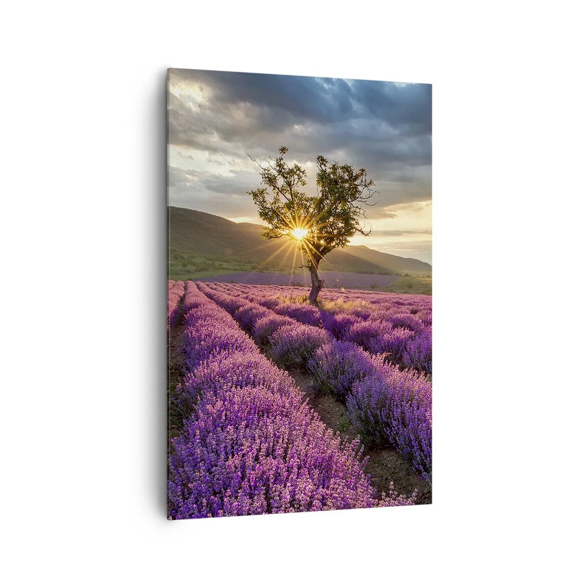 Lærredstryk - Billede på lærred - Lilla aroma - 80x120 cm