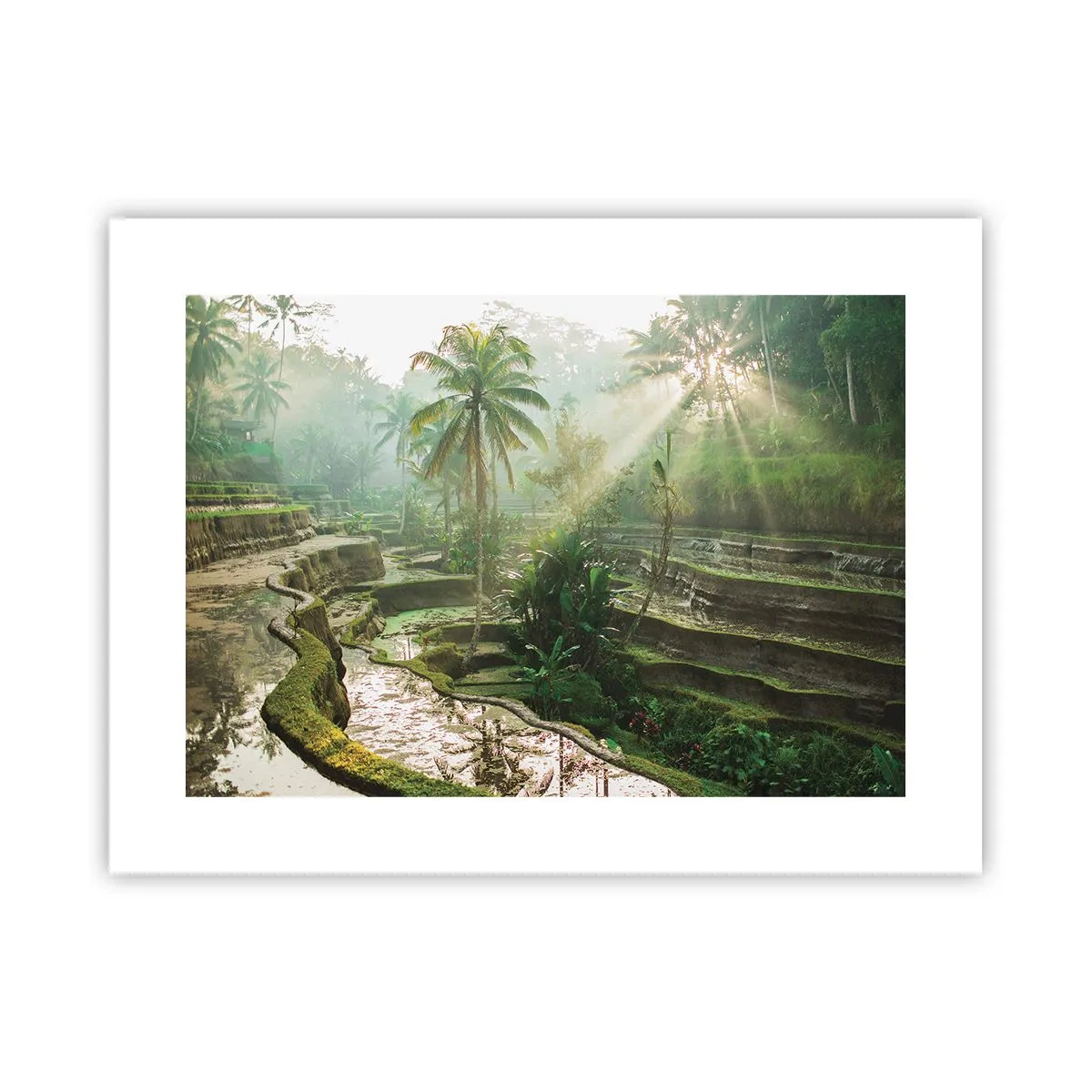 Plakat - Voksende op i solen - 40x30 cm