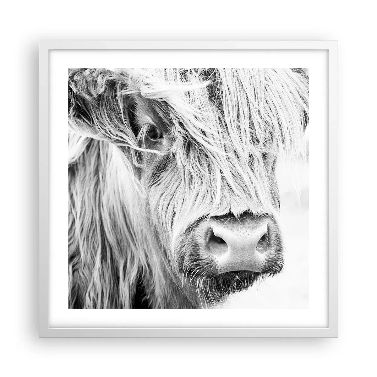 Plakat i hvid ramme - Skotsk vildmark - 50x50 cm