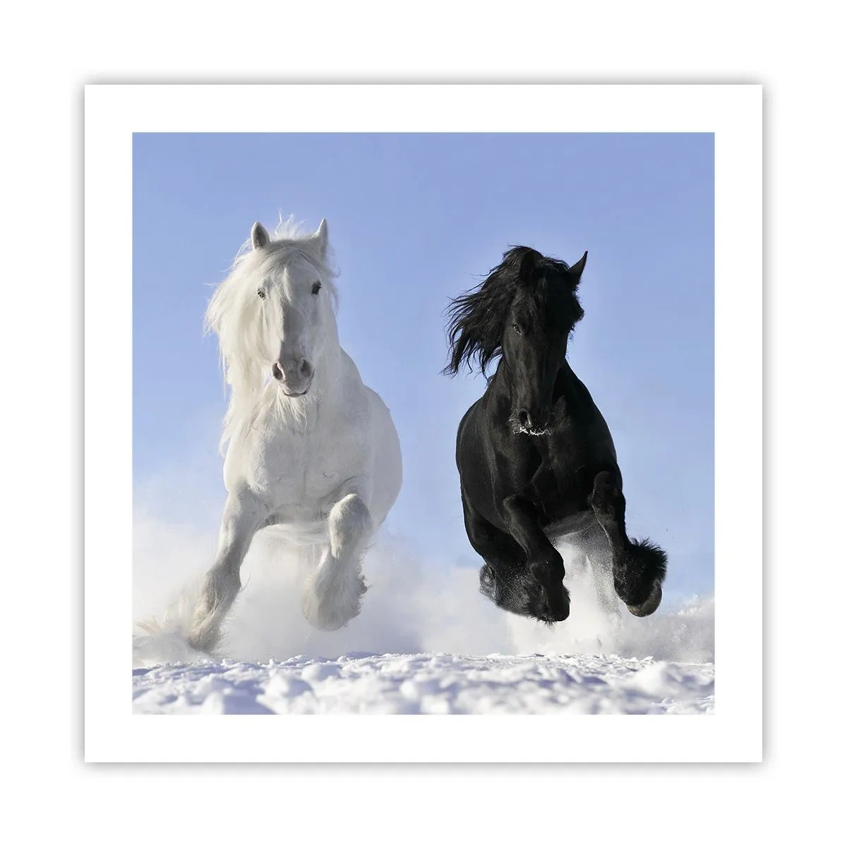 Plakat - Sort og hvid galop - 50x50 cm