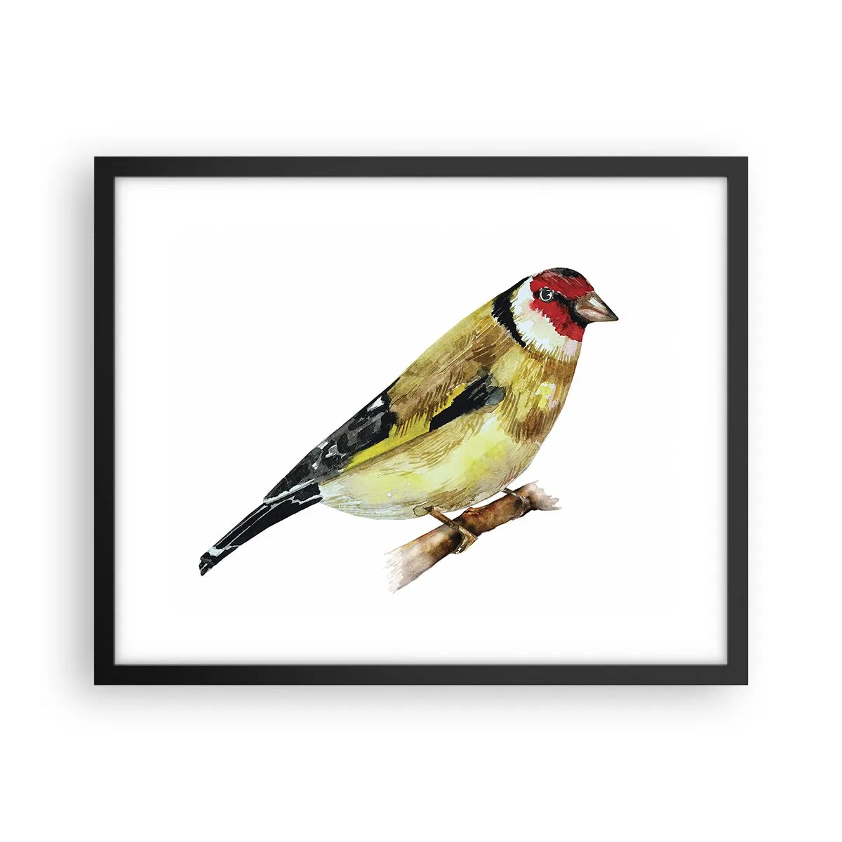 Plakat i sort ramme - Portræt af en fugl - 50x40 cm