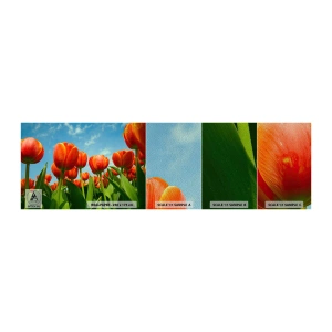 Prøve Fototapet Premium Sand - Bortset fra den blå himmel behøver de intet i livet - Blomster, Tulipaner, Natur - 100x30 cm