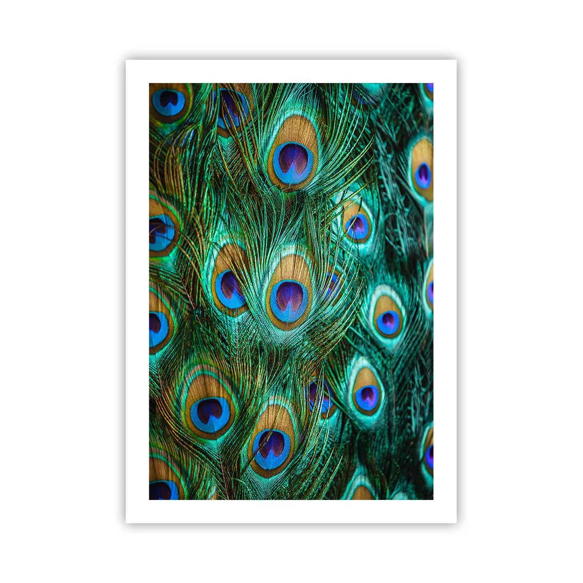 Plakat - En påfugls blik - 50x70 cm