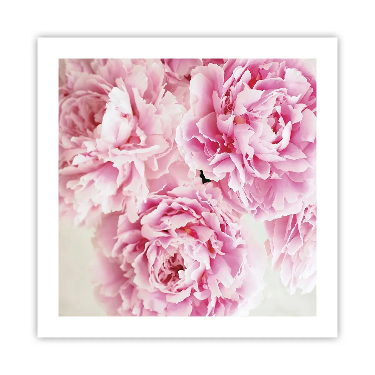 Plakat - I lyserød glamour - 50x50 cm