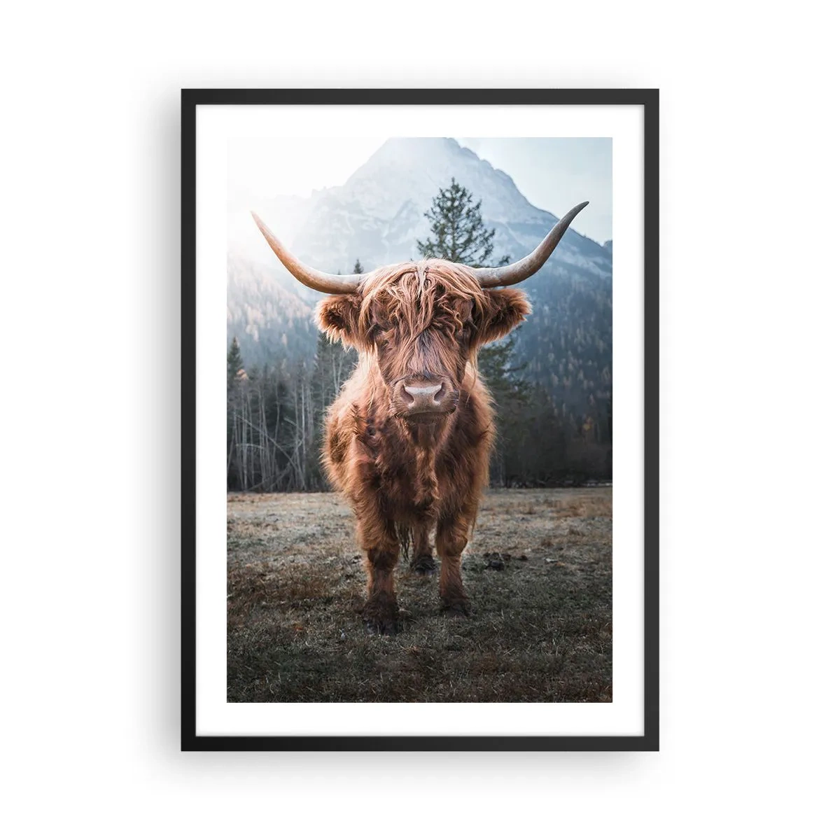 Plakat i sort ramme - Skotsk højlandsko med majestætiske bjerge i baggrunden - 50x70cm - Hilsner fra en eng i bjergene - Moderne vægdekoration til stue og soveværelse ARTTOR