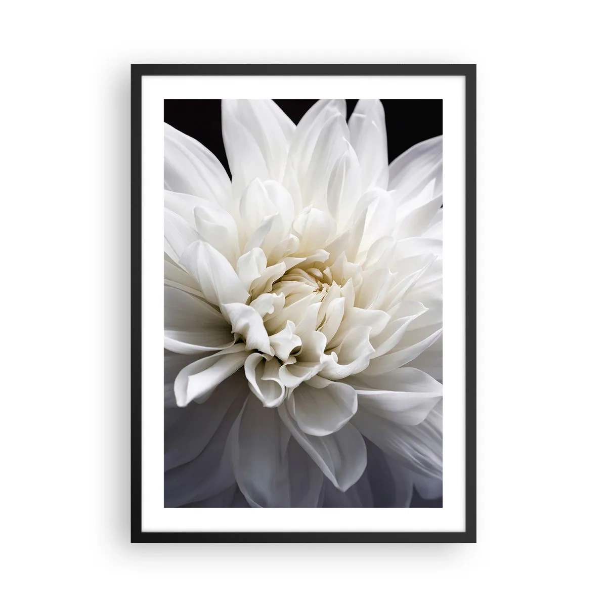 Plakat i sort ramme - Nærbillede af en hvid dahlia mod en mørk baggrund - 50x70cm - Morgenbrud - Moderne vægdekoration til stue og soveværelse ARTTOR
