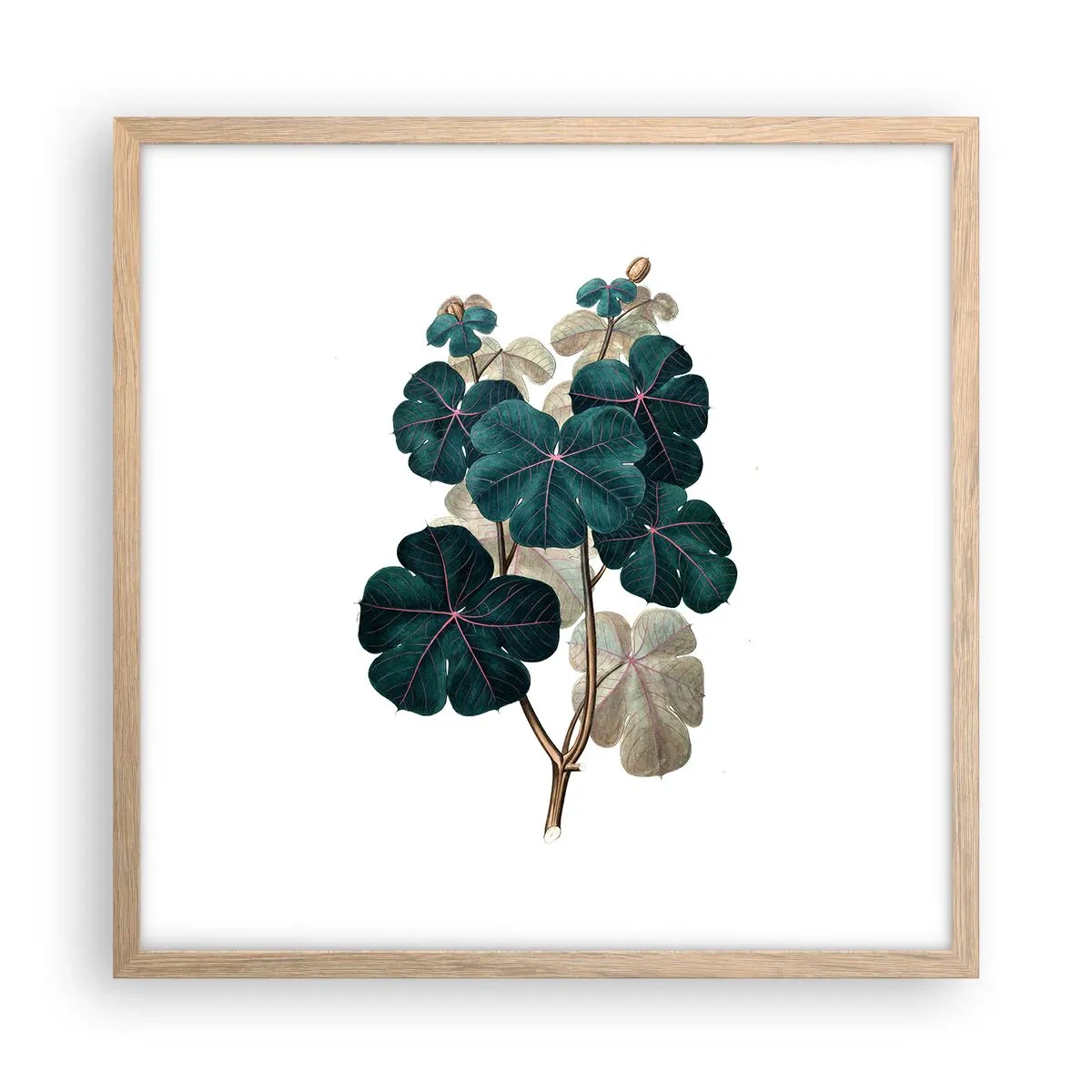 Plakat i ramme af lyst egetræ - Fra et gammelt herbarium - 50x50 cm
