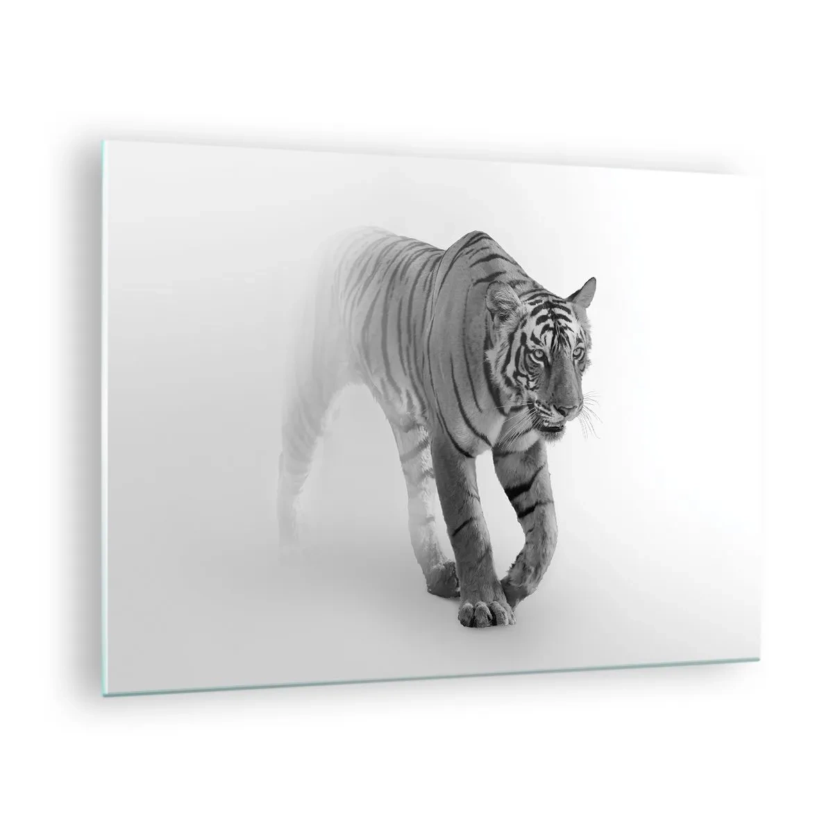 Billede på glas - En tiger skrider gennem tågen med en diskret sløring i baggrunden - 70x50cm - Krybende i tågen - Moderne vægdekoration til stue og soveværelse ARTTOR