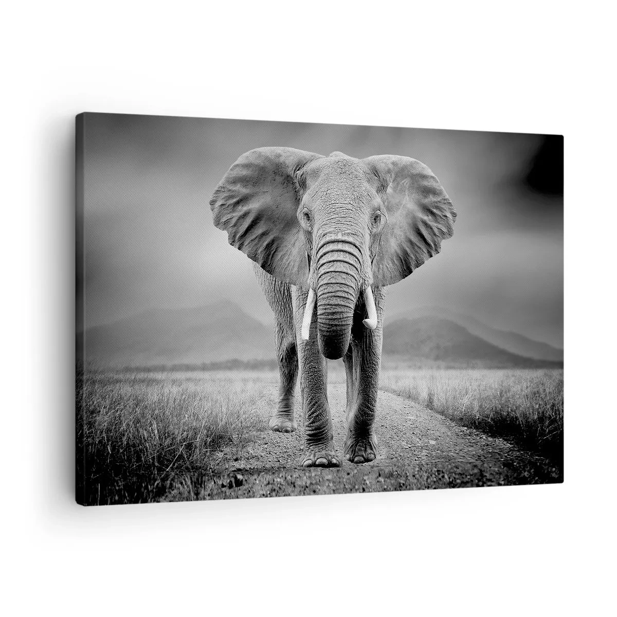 Lærredstryk - Billede på lærred - En mægtig elefant på savannen i monokromatiske toner - 70x50cm - Værten byder velkommen til - Moderne vægdekoration til stue og soveværelse ARTTOR