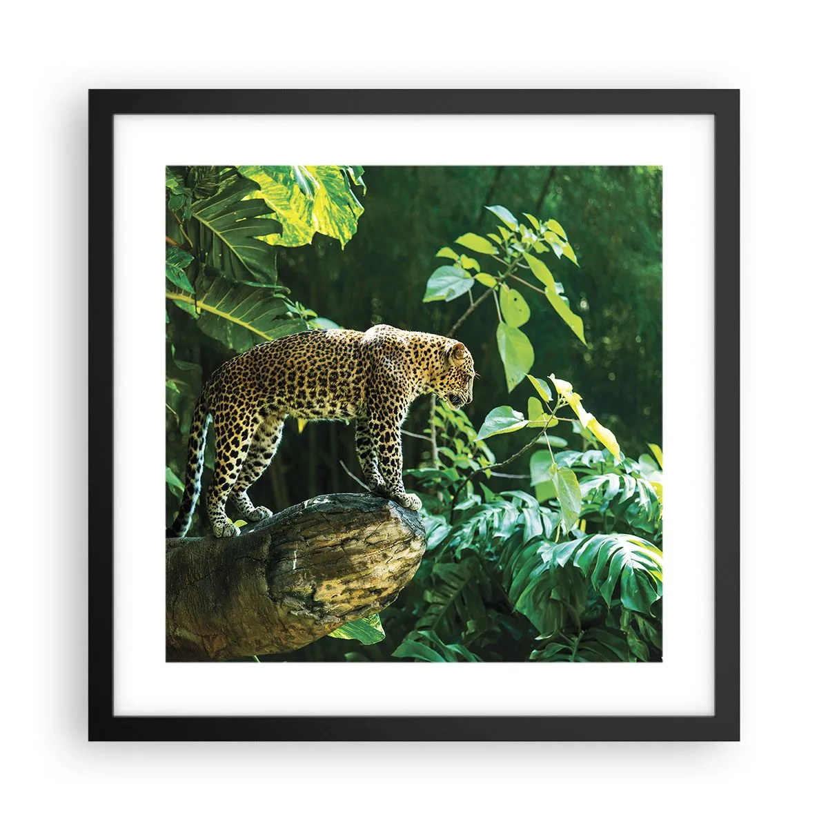 Plakat i sort ramme - Til jagt? - 40x40 cm