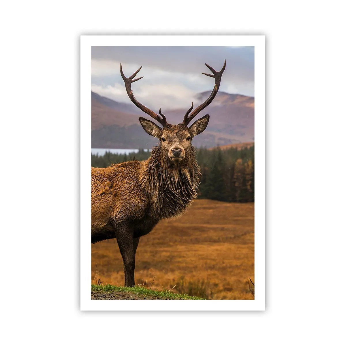 Plakat - Naturens majestæt - 61x91 cm