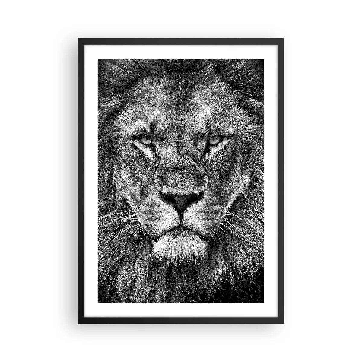 Plakat i sort ramme - Sort-hvidt portræt af en majestætisk løve - 50x70cm - I kroningsklædning - Moderne vægdekoration til stue og soveværelse ARTTOR