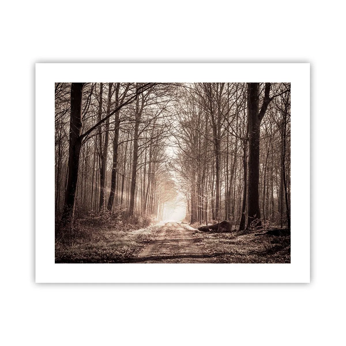 Plakat - Skovkatedralen - 50x40 cm