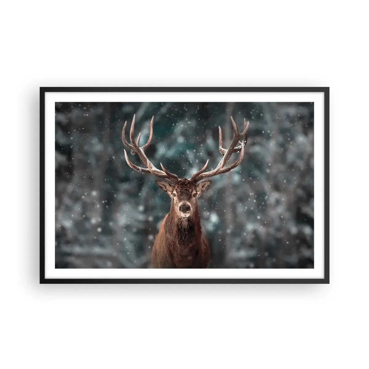 Plakat i sort ramme - Skovens konge kronet - 91x61 cm