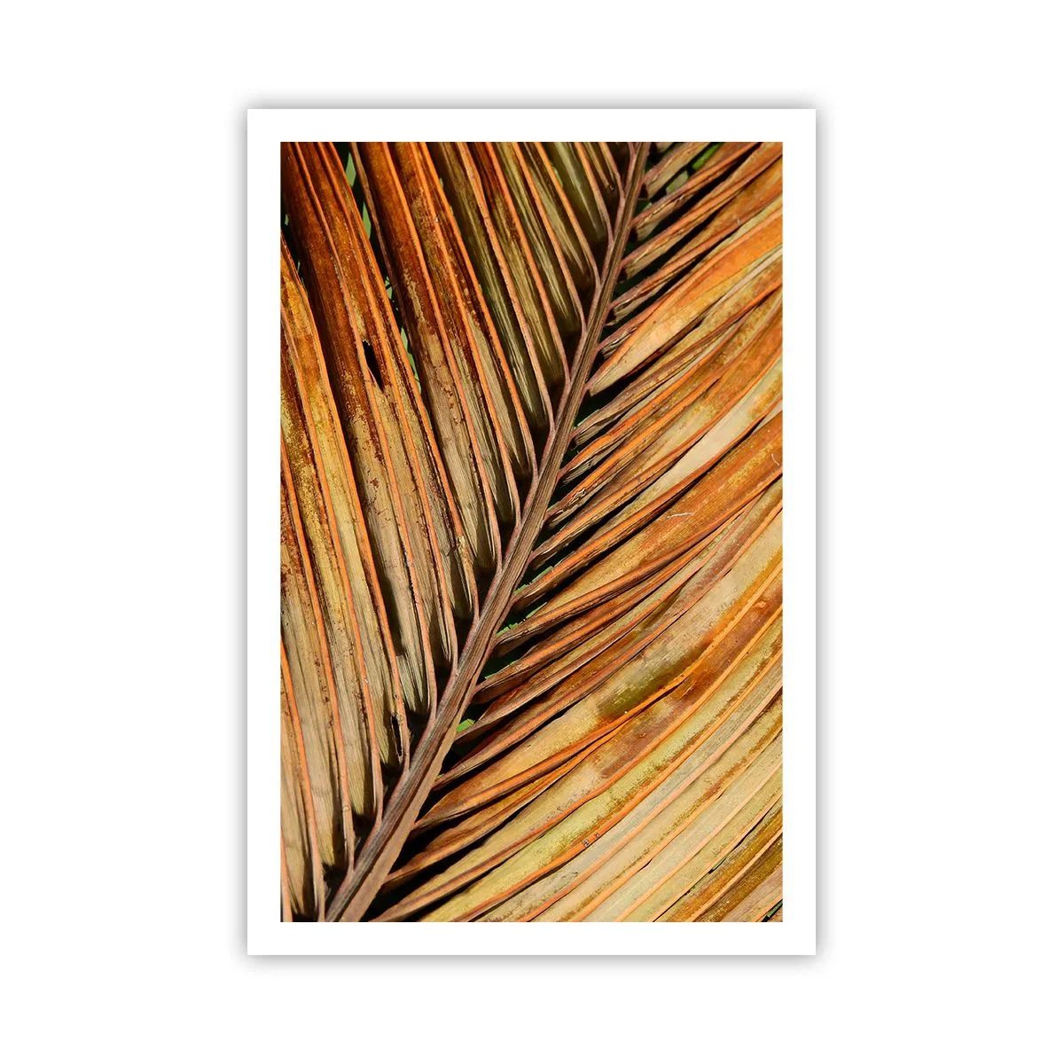 Plakat - Kokosnød guld - 61x91 cm