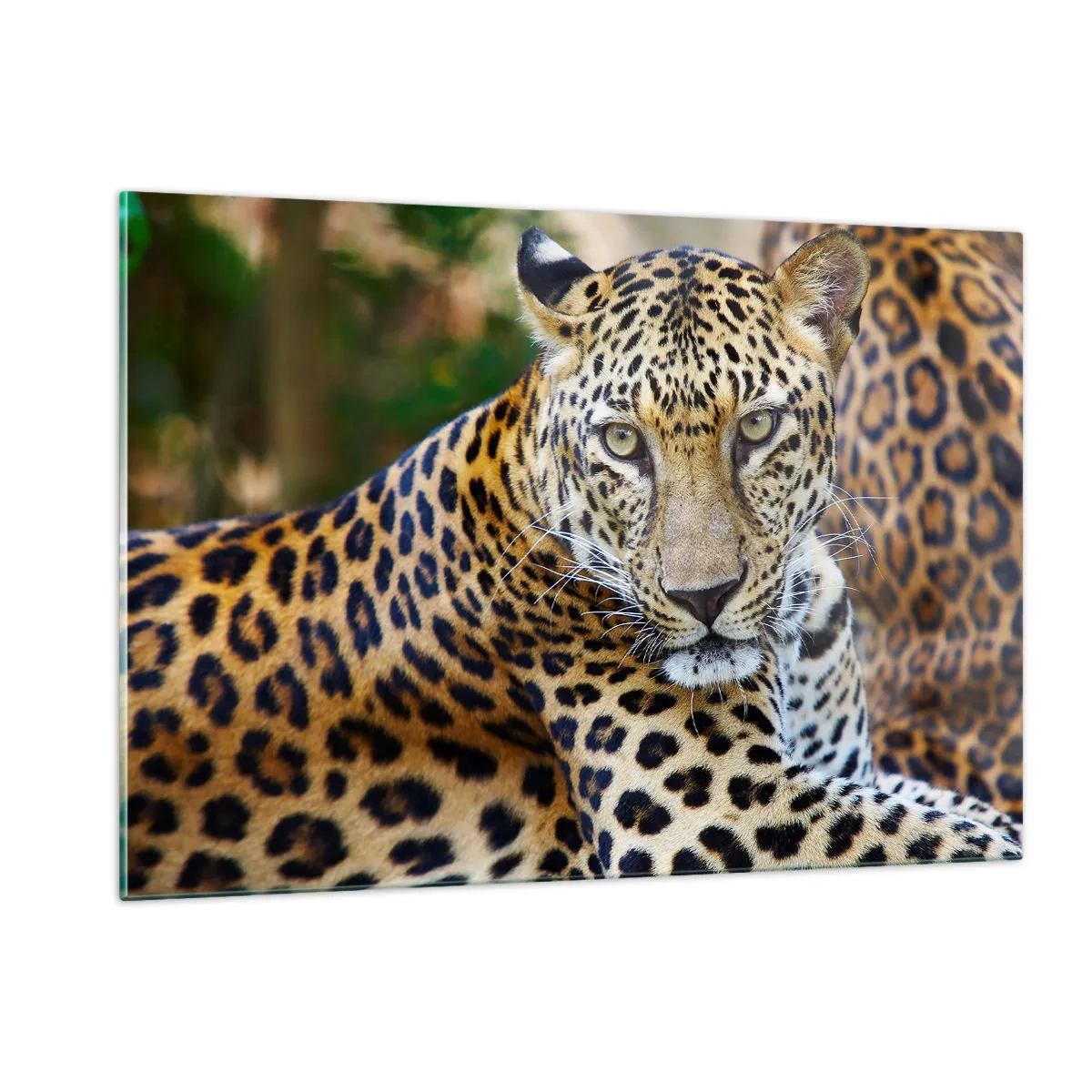 Billede på glas - Vild og rolig - 120x80 cm