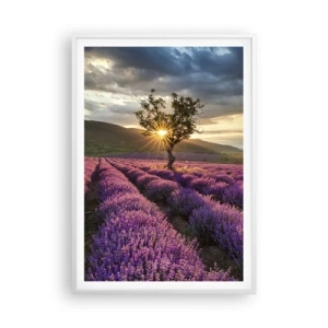 Plakat i hvid ramme - Lilla aroma - 70x100 cm