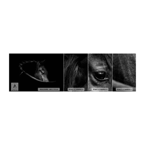 Prøve Fototapet Selvklæbende Deluxe Sticker - Sort prins - Hest, Dyr, Kunstnerisk - 100x30 cm