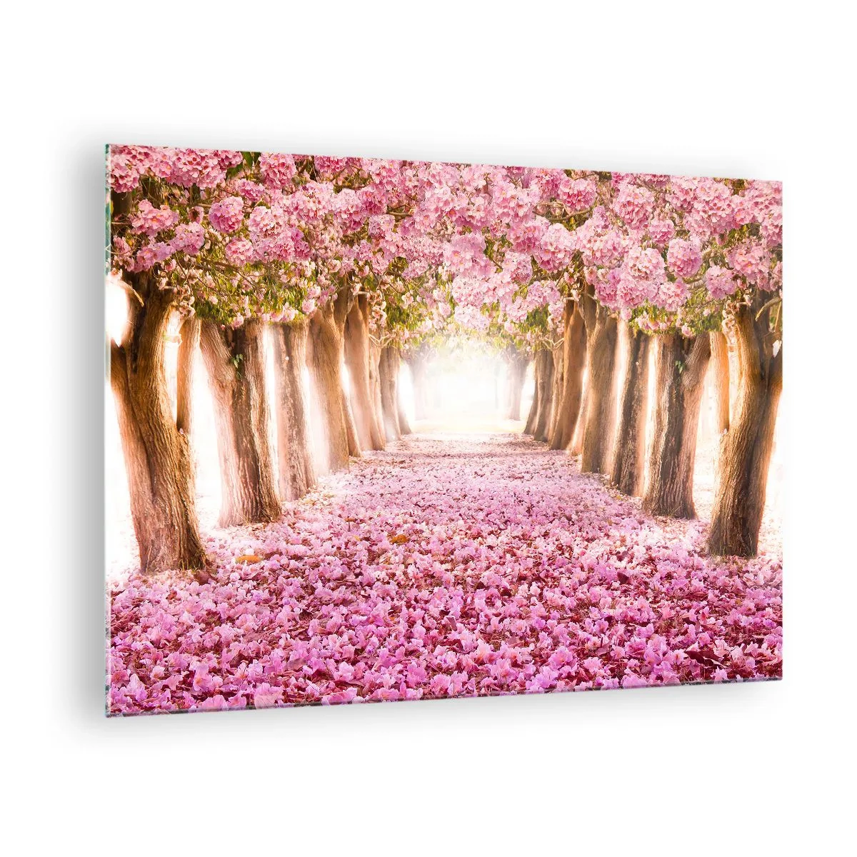 Billede på glas - En allé af blomstrende træer med lyserøde kronblade på jorden - 70x50cm - Vejen til paradis - Moderne vægdekoration til stue og soveværelse ARTTOR