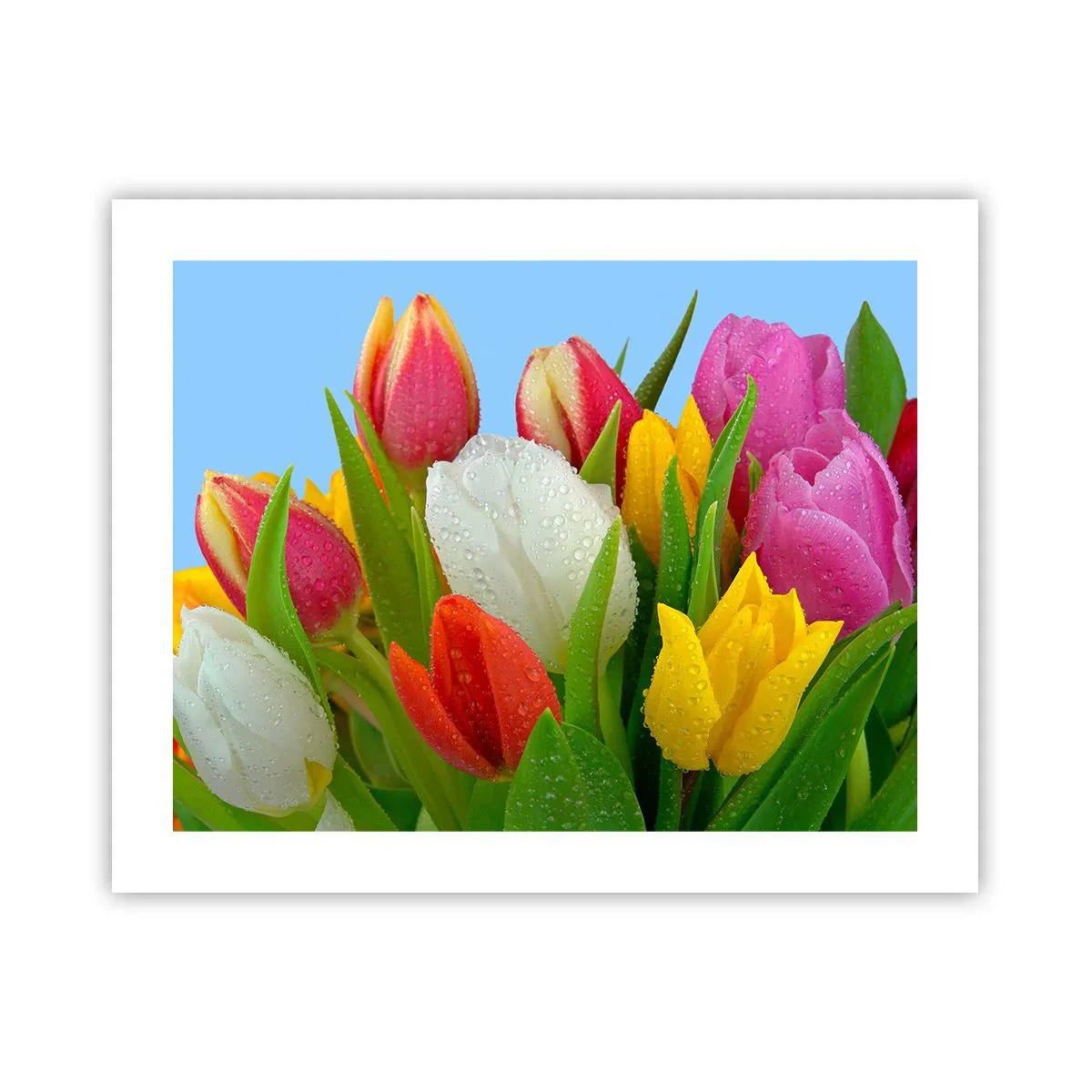 Plakat - En blomstret regnbue i dugdråber - 50x40 cm