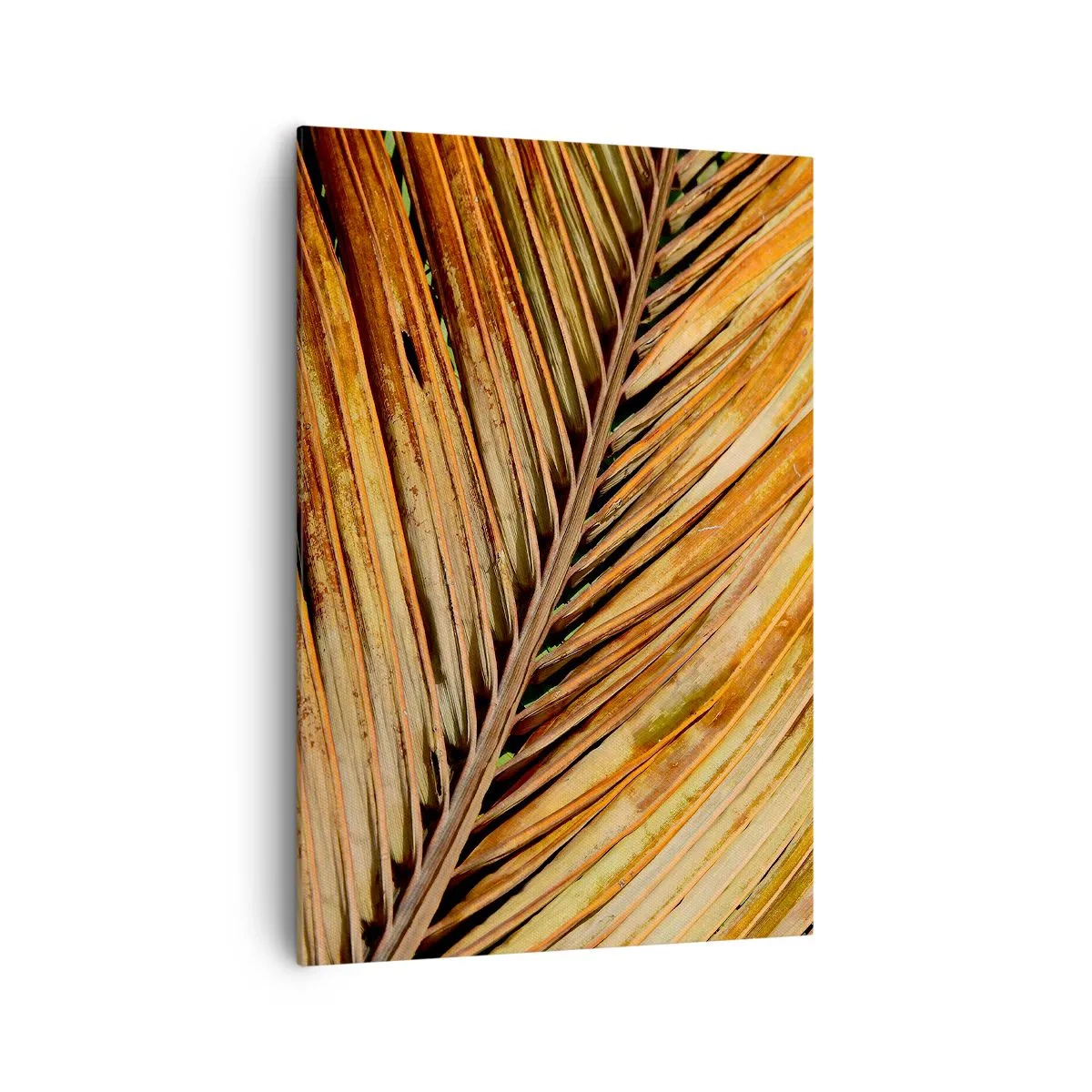 Lærredstryk - Billede på lærred - Kokosnød guld - 70x100 cm