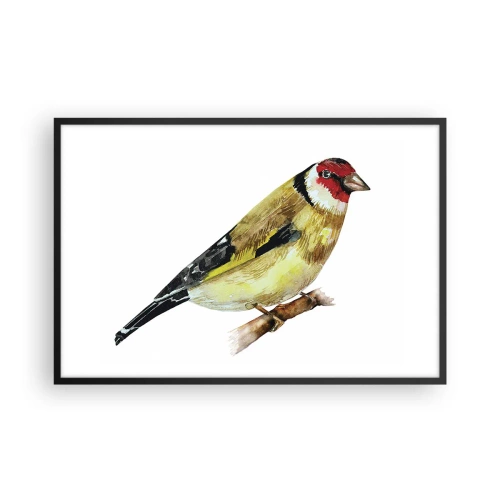 Plakat i sort ramme - Portræt af en fugl - 91x61 cm