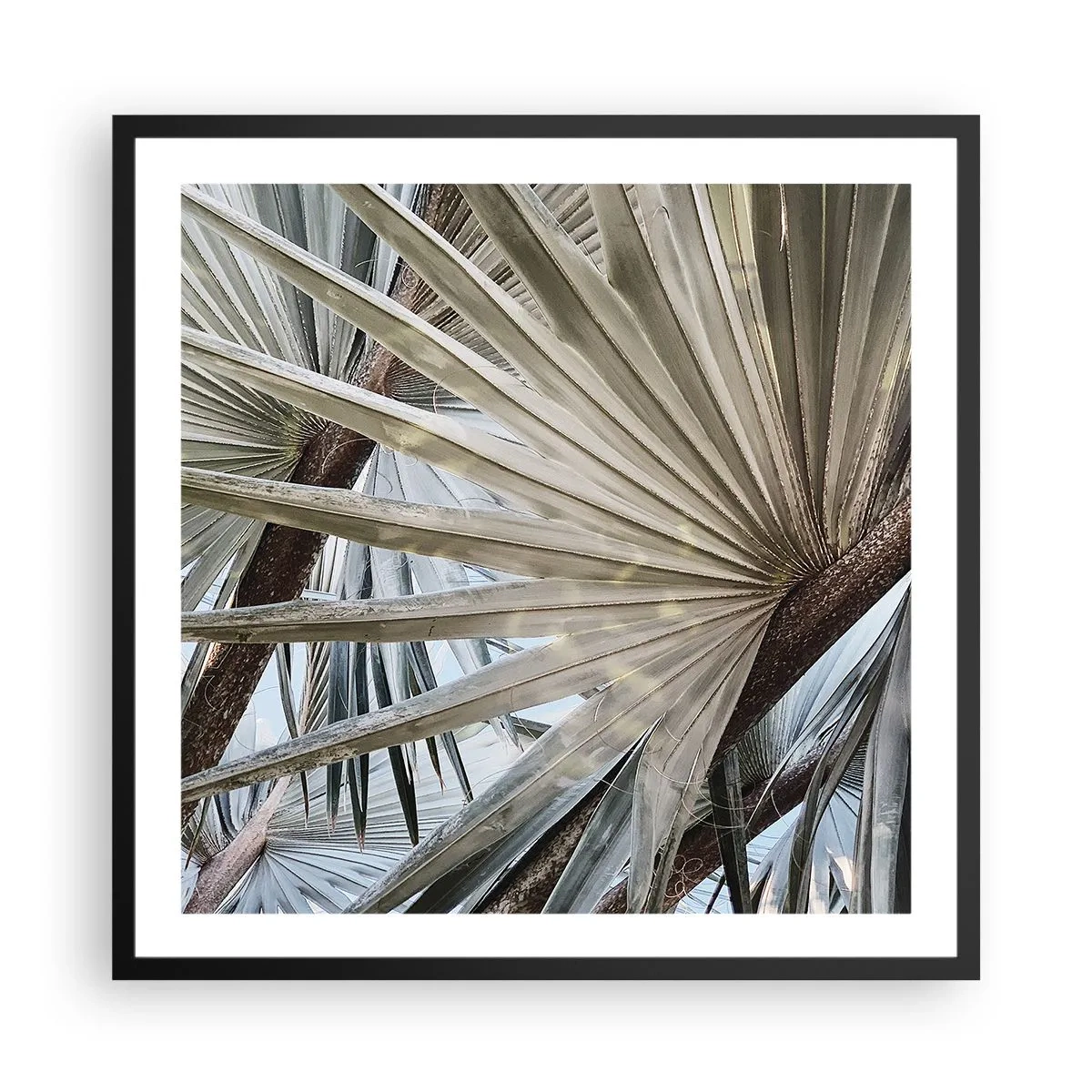 Plakat i sort ramme - Ventilatorer i troperne - 60x60 cm