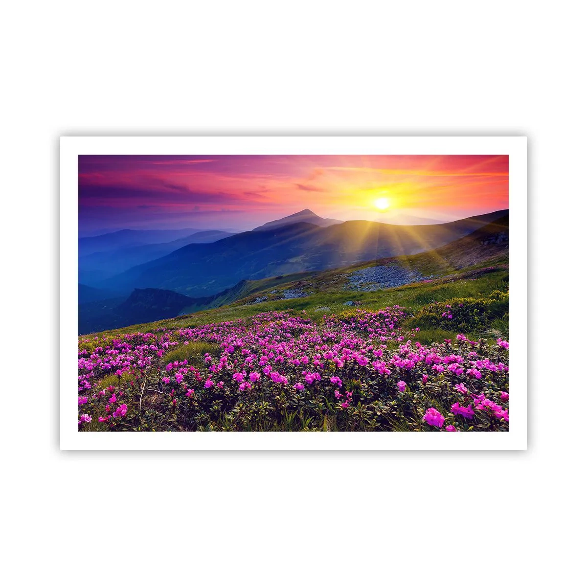 Plakat - ... Og rundt omkring dufter det af fyrretræer og krydderurter - 91x61 cm