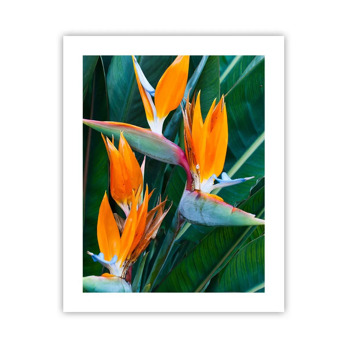 Plakat - Er det en blomst eller er det en fugl? - 40x50 cm