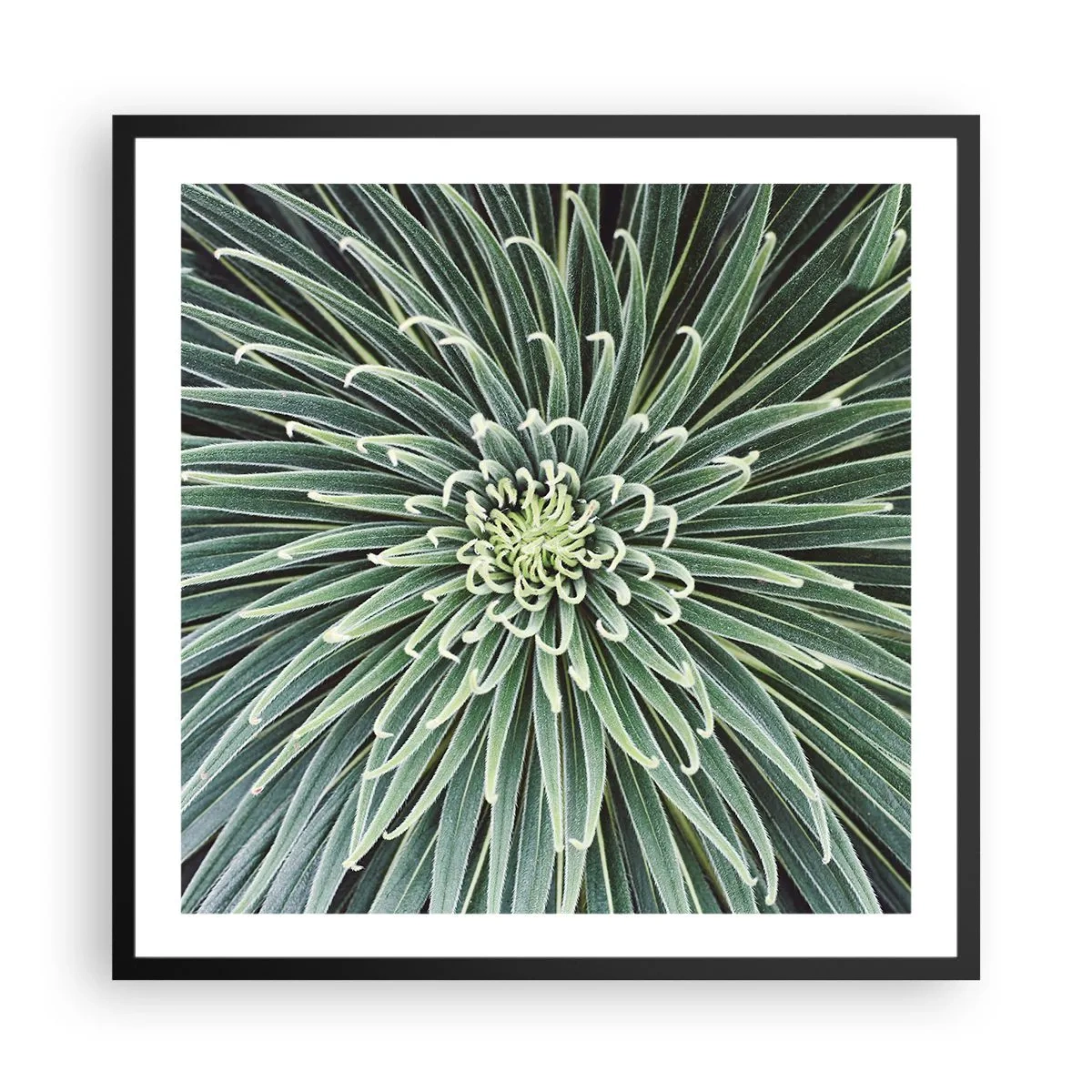 Plakat i sort ramme - En stjernes fødsel - 60x60 cm