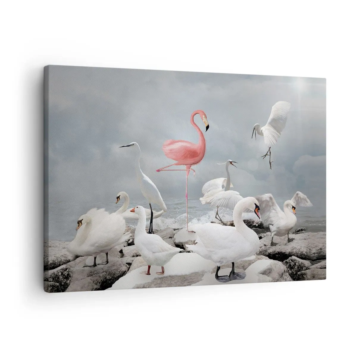 Lærredstryk - Billede på lærred - En lyserød flamingo blandt hvide svaner mod en sø som baggrund - 70x50cm - Hvor kommer jeg fra? - Moderne vægdekoration til stue og soveværelse ARTTOR