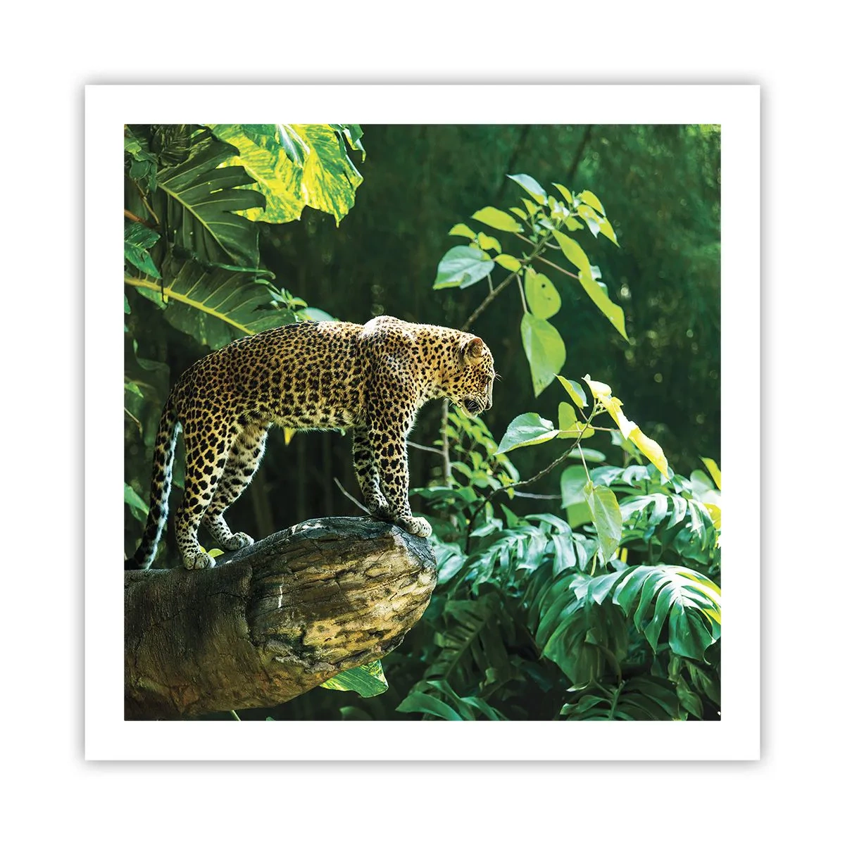 Plakat - Til jagt? - 60x60 cm