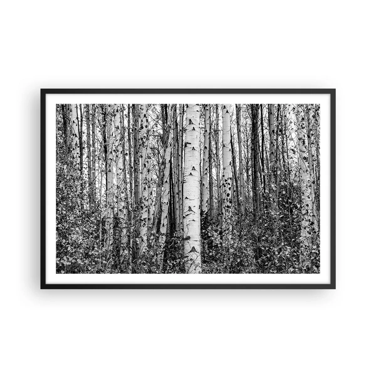 Plakat i sort ramme - Kolonnade af birk - 91x61 cm