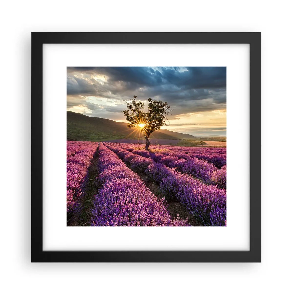 Plakat i sort ramme - Lilla aroma - 30x30 cm