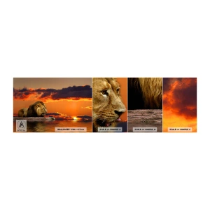 Prøve Fototapet Selvklæbende Deluxe Sticker - Naturens konge - Løve, Solnedgang, Dyr - 100x30 cm