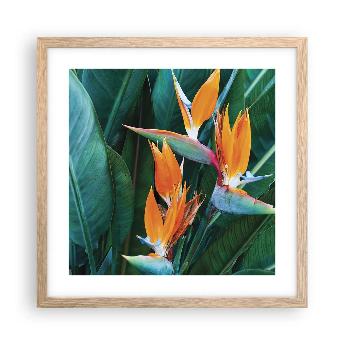 Plakat i ramme af lyst egetræ - Er det en blomst eller er det en fugl? - 40x40 cm