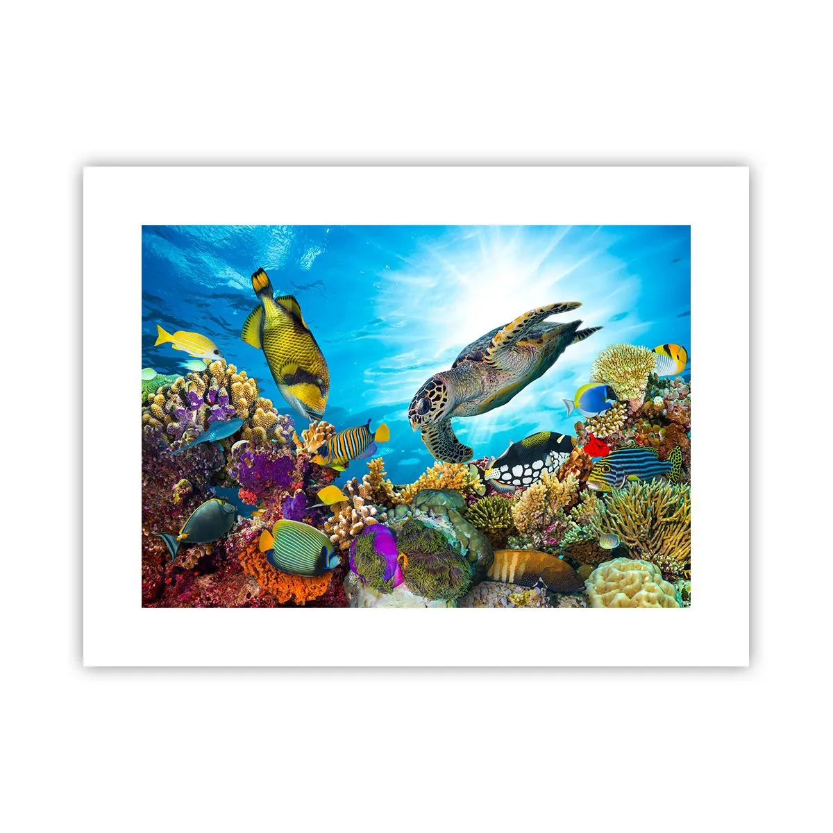 Plakat - Koralpromenade - 40x30 cm