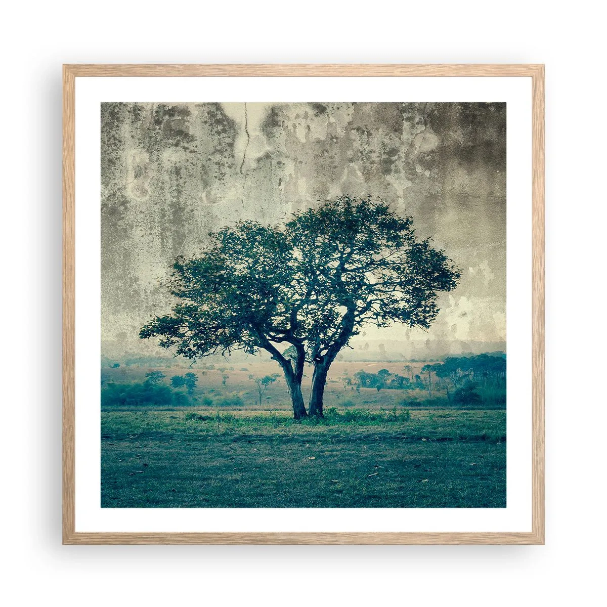 Plakat i ramme af lyst egetræ - Et æbletræ på en blå membran? - 60x60 cm