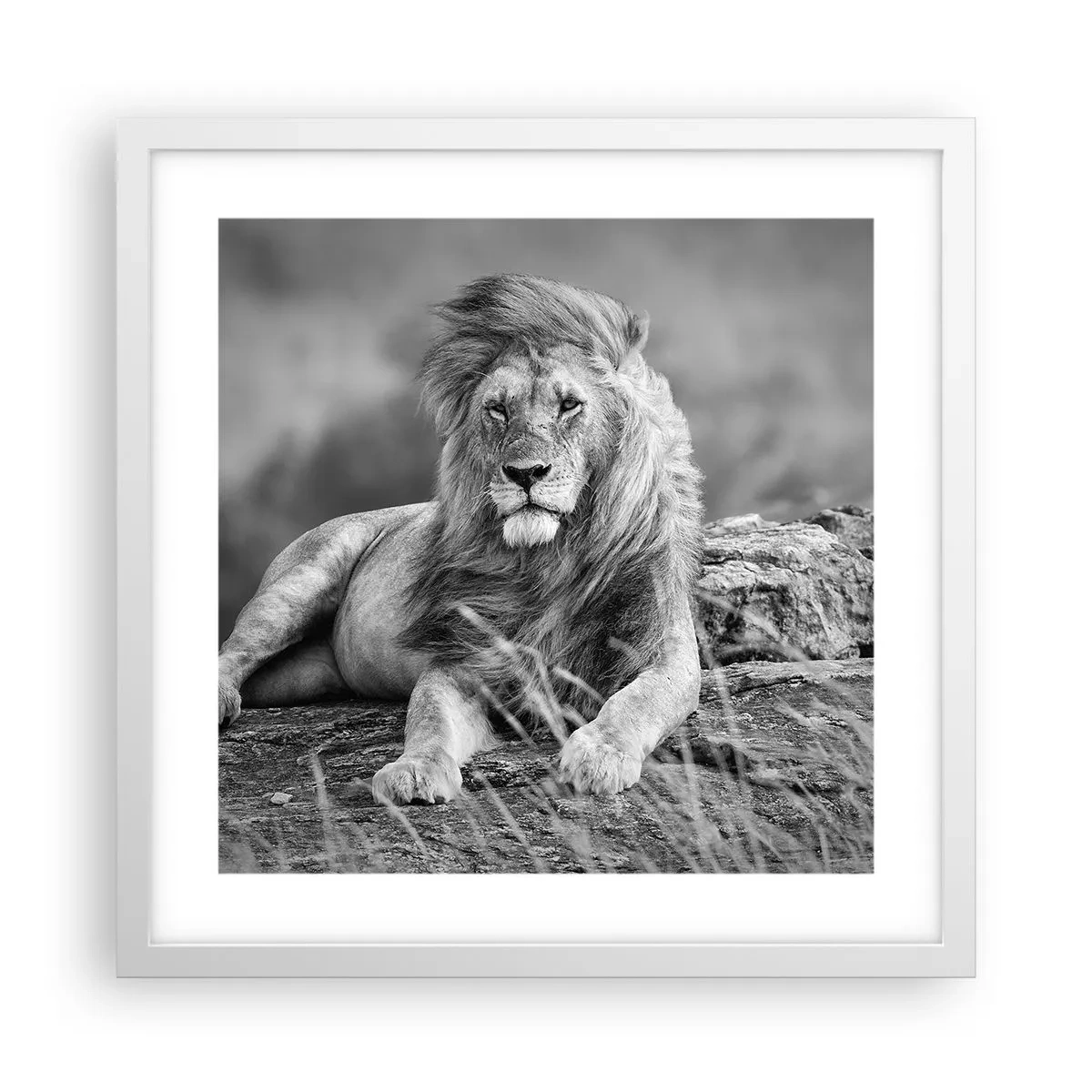 Plakat i hvid ramme - Kongelig siesta - 40x40 cm