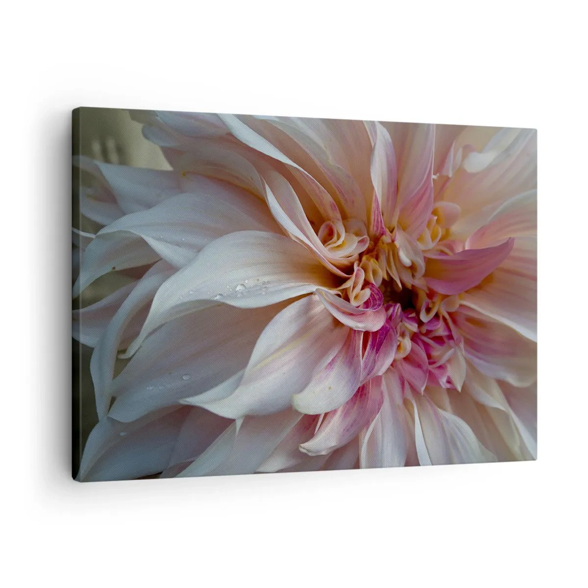 Lærredstryk - Billede på lærred - Nærbillede af sarte lyserøde blomsterblade med vanddråber - 70x50cm - Blomstrende friskhed - Moderne vægdekoration til stue og soveværelse ARTTOR
