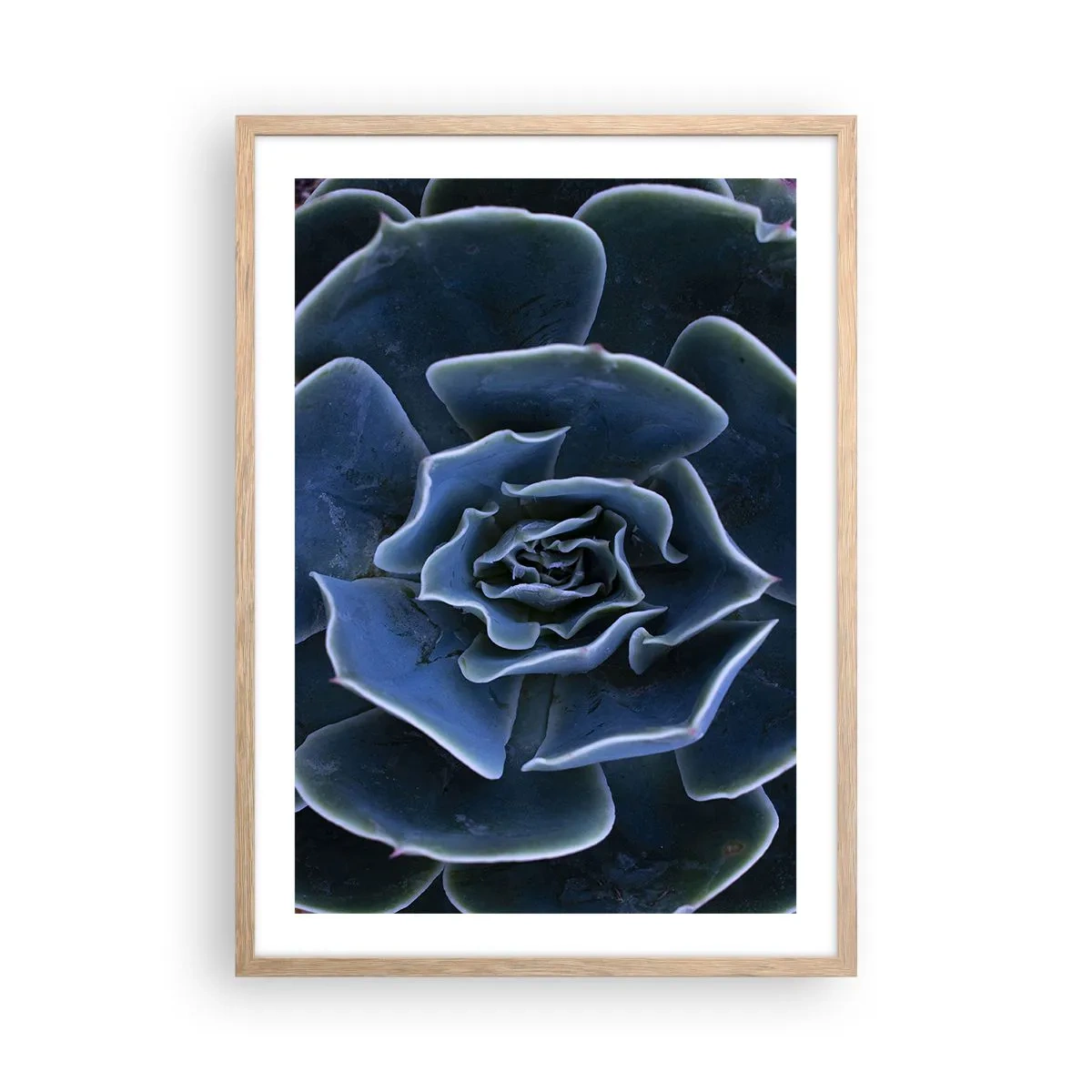 Plakat i ramme af lyst egetræ - Ørkenblomst - 50x70 cm