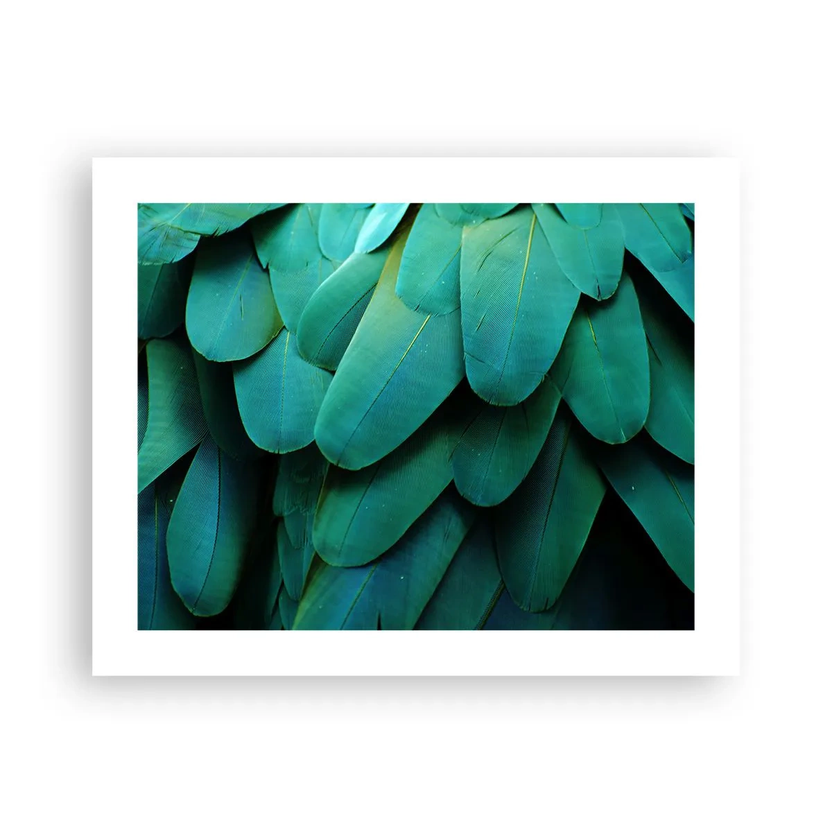 Plakat - Papegøjenaturens præcision - 50x40 cm